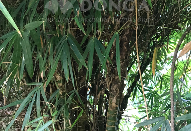 Tre Bụng Phật (Bambusa vulgaris Schr. cv Wamin McClure)